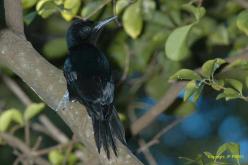 Guadeloupe Woodpecker